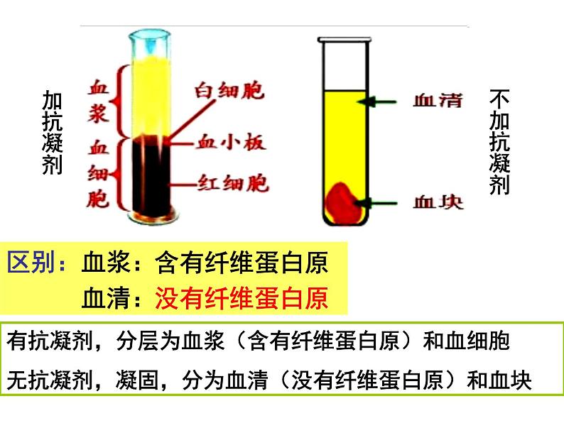 北师大版七年级下册 9.1血液课件第4页