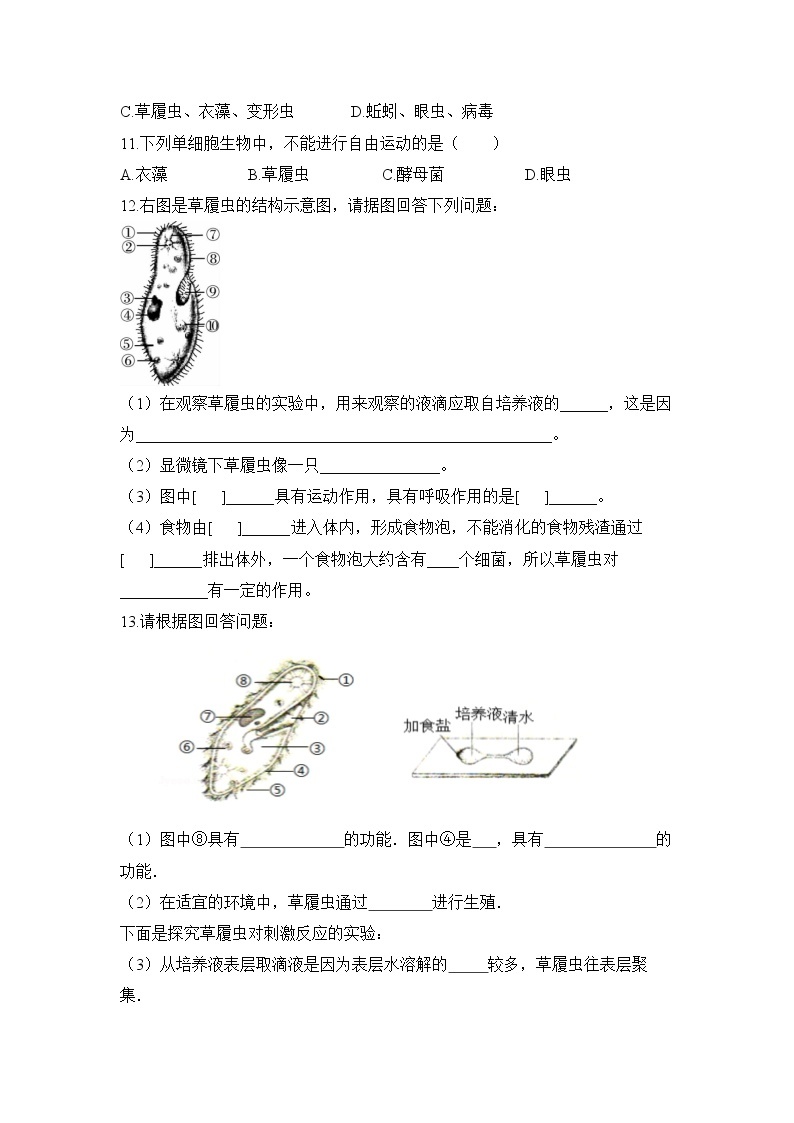 2.2.4 单细胞生物 课件PPT+教案+同步练习02