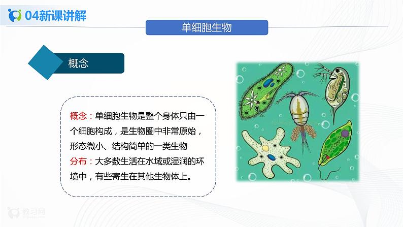 2.2.4 单细胞生物 课件PPT+教案+同步练习06