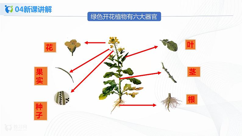 2.2.3 植物体的结构层次 课件PPT+教案+同步练习07