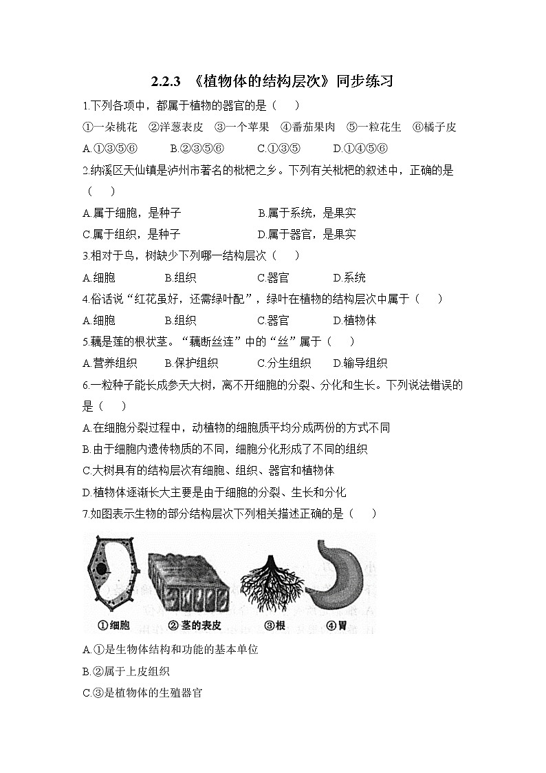 2.2.3 植物体的结构层次 课件PPT+教案+同步练习01