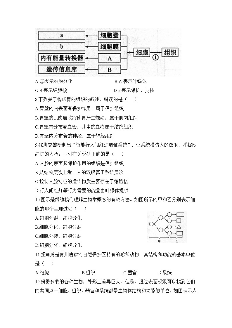 2.2.2《动物体的结构层次》同步练习第2页