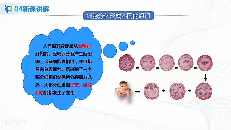 2.2.2 动物体的结构层次 课件PPT+教案+同步练习06