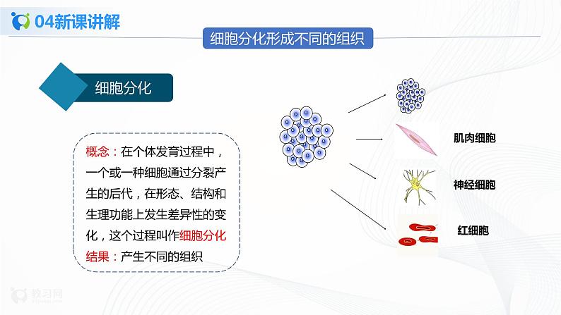 2.2.2 动物体的结构层次 课件PPT+教案+同步练习07