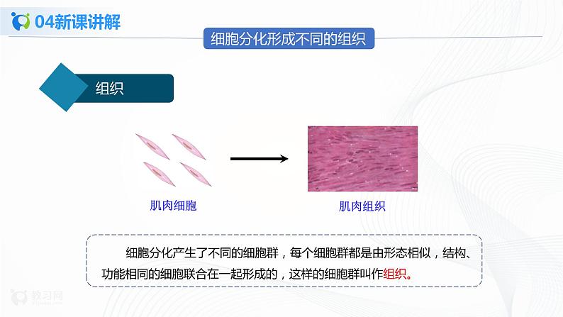 2.2.2 动物体的结构层次 课件PPT+教案+同步练习08