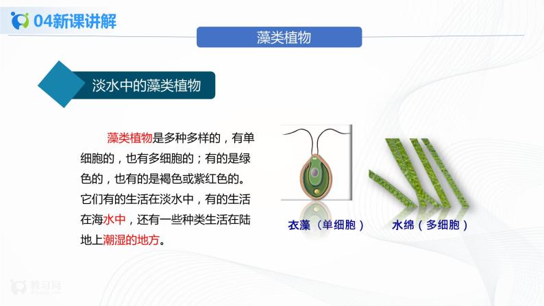 3.1.1 藻类、苔藓和蕨类植物 课件PPT+教案+同步练习08