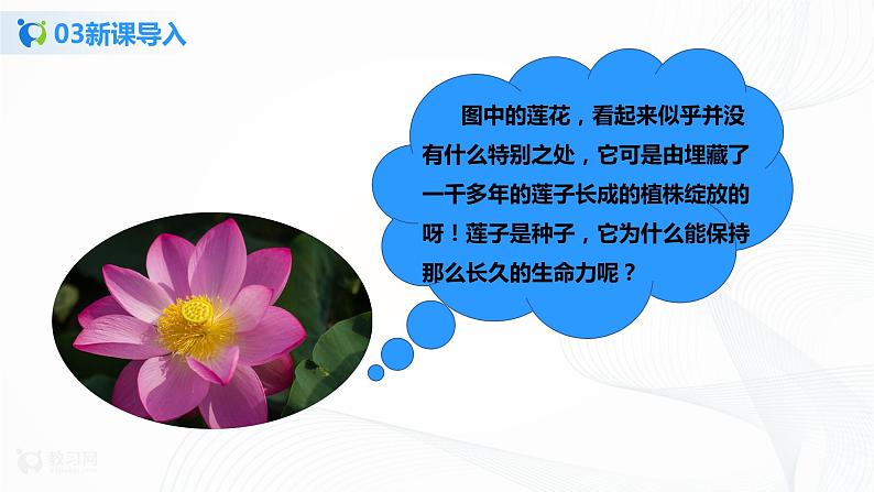 3.1.2 种子植物 第1课时 课件PPT+教案+同步练习05