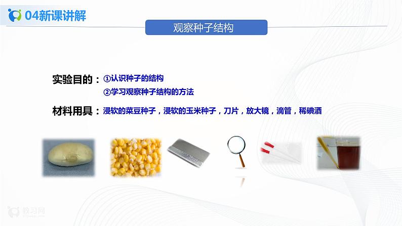 3.1.2 种子植物 第1课时 课件PPT+教案+同步练习06