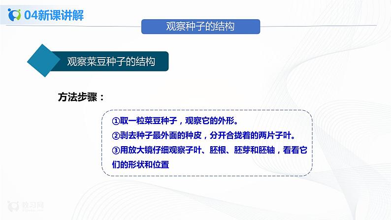 3.1.2 种子植物 第1课时 课件PPT+教案+同步练习08