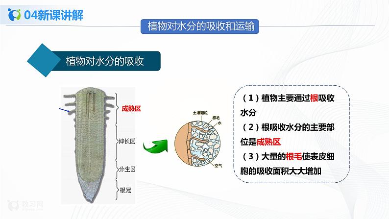 3.3 绿色植物与生物圈中的水循环 第1课时  课件PPT+教案+同步练习06