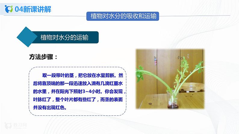 3.3 绿色植物与生物圈中的水循环 第1课时  课件PPT+教案+同步练习08