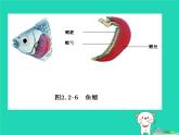 （新济南版）七年级生物上册2.2.2脊椎动物的主要类群鱼类、两栖类、爬行类课件