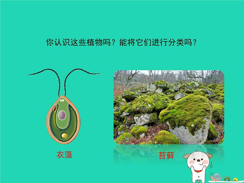 （新济南版）七年级生物上册2.1.1绿色植物的主要类群课件第2页