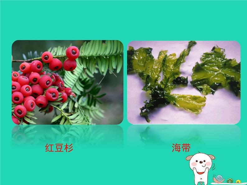 （新济南版）七年级生物上册2.1.1绿色植物的主要类群课件第3页