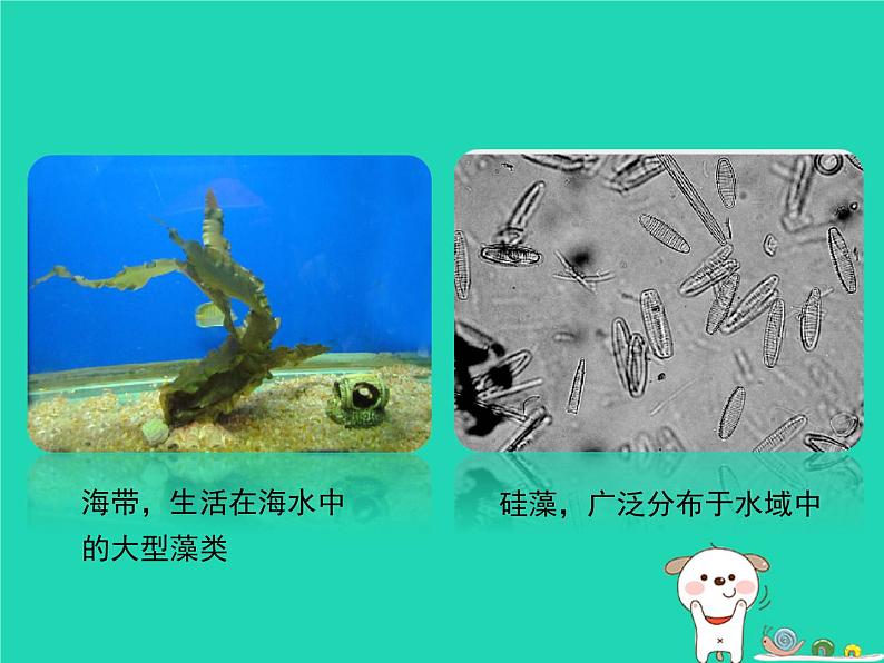 （新济南版）七年级生物上册2.1.1绿色植物的主要类群课件第8页