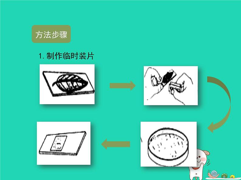 （新济南版）七年级生物上册2.1.2绿色植物的蒸腾作用课件08