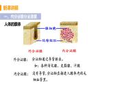 2021年初中生物人教版七年级下册  第四节  激素调节  课件