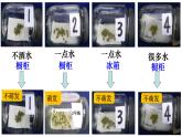 人教版（新课标）七年级生物上册：3.2.1 种子的萌发-课件