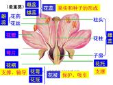 2020-2021学年济南版八年级生物上册总复习课件