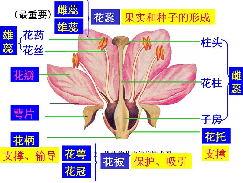 2020-2021学年济南版八年级生物上册总复习课件第4页