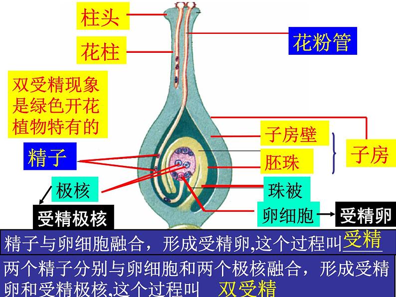 2020-2021学年济南版八年级生物上册总复习课件第8页