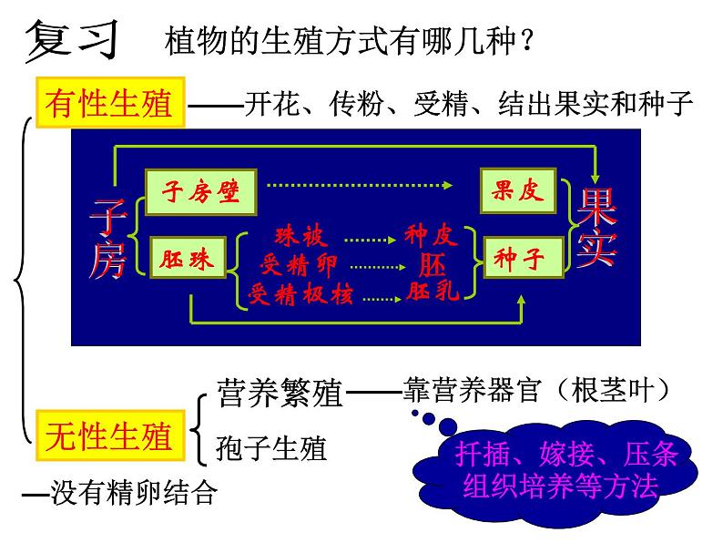 苏科版生物八年级上册 7.19.2 植物的生长发育 课件01