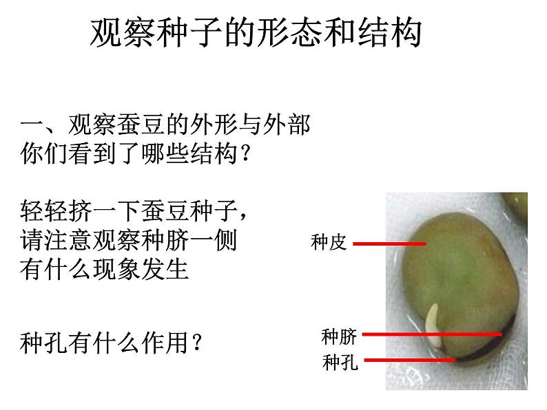 苏科版生物八年级上册 7.19.2 植物的生长发育 课件04