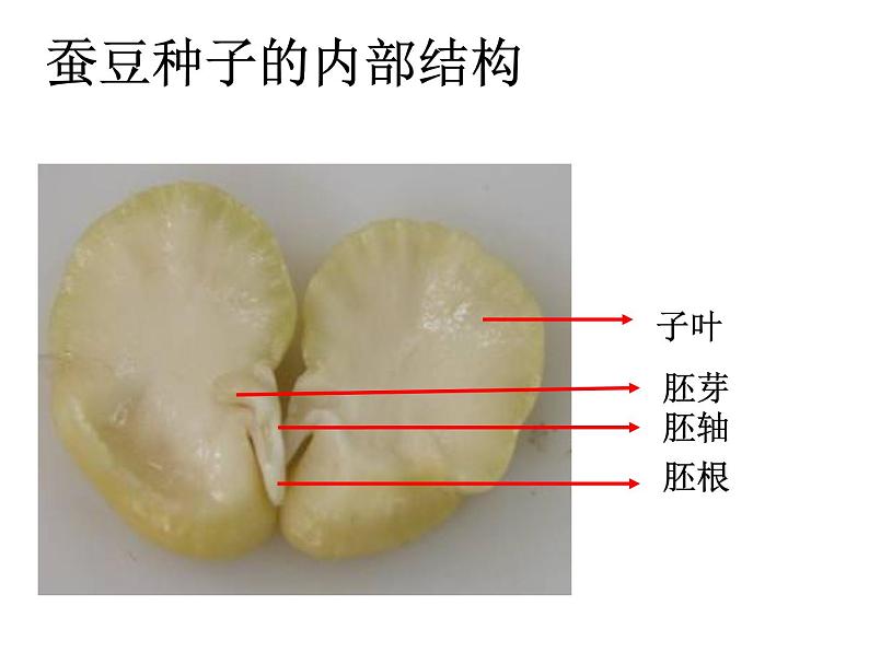 苏科版生物八年级上册 7.19.2 植物的生长发育 课件05