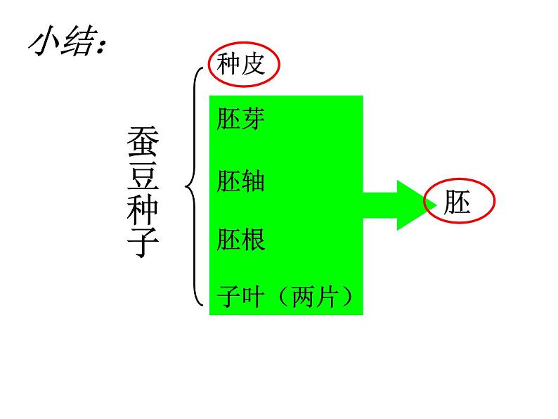 苏科版生物八年级上册 7.19.2 植物的生长发育 课件07