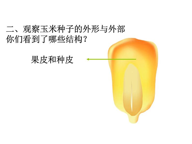 苏科版生物八年级上册 7.19.2 植物的生长发育 课件08