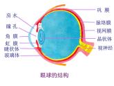 苏科版生物八年级上册 6.16.2 人体对信息的感知——眼与视觉 课件