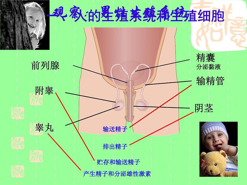 苏科版生物八年级上册 7.21.1 人的生殖  课件(3)06