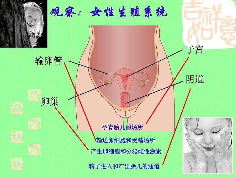 苏科版生物八年级上册 7.21.1 人的生殖  课件(3)07