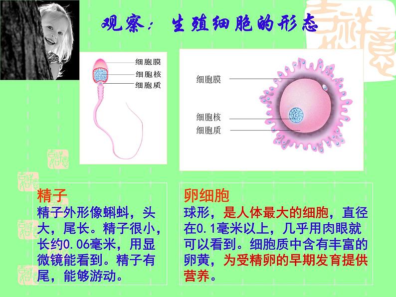 苏科版生物八年级上册 7.21.1 人的生殖  课件(3)08