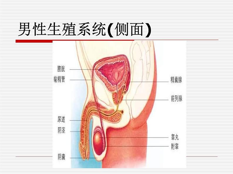 苏科版生物八年级上册 7.21.1 人的生殖  课件(2)04