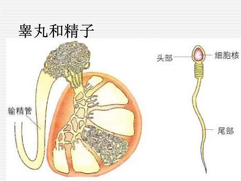 苏科版生物八年级上册 7.21.1 人的生殖  课件(2)06