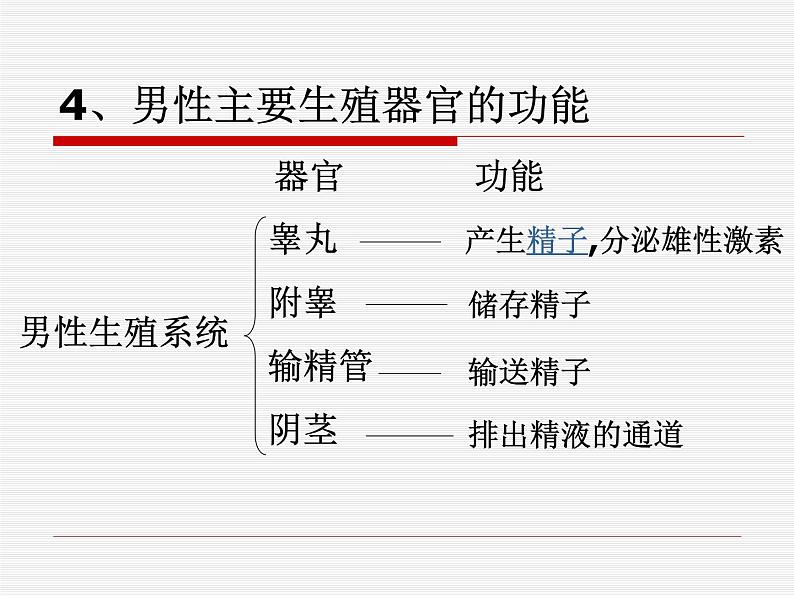 苏科版生物八年级上册 7.21.1 人的生殖  课件(2)07