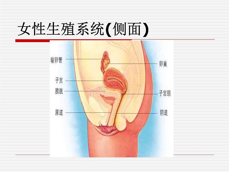 苏科版生物八年级上册 7.21.1 人的生殖  课件(2)08