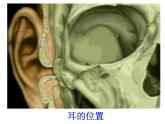 苏科版生物八年级上册 6.16.2 人体对信息的感知 课件