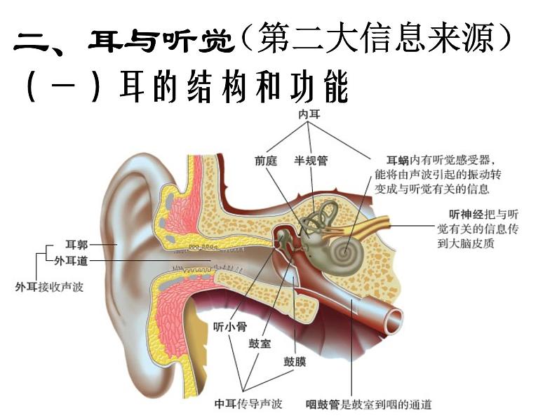 苏科版生物八年级上册 6.16.2 人体对信息的感知 课件04