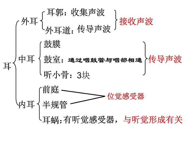 苏科版生物八年级上册 6.16.2 人体对信息的感知 课件05