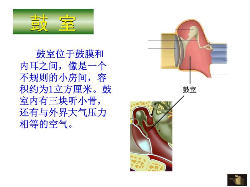 苏科版生物八年级上册 6.16.2 人体对信息的感知 课件07