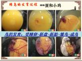 苏科版生物八年级上册 7.20.2 动物的发育 课件