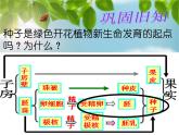苏科版生物八年级上册 7.19.2 植物的生长发育--种子的结构 课件(1)