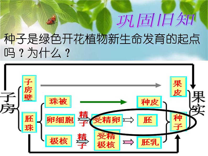 苏科版生物八年级上册 7.19.2 植物的生长发育--种子的结构 课件(1)02