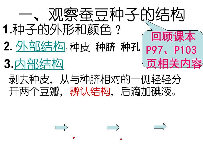 苏科版生物八年级上册 7.19.2 植物的生长发育--种子的结构 课件(1)05