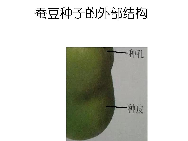 苏科版生物八年级上册 7.19.2 植物的生长发育--种子的结构 课件(1)06