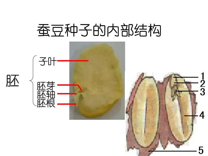 苏科版生物八年级上册 7.19.2 植物的生长发育--种子的结构 课件(1)08