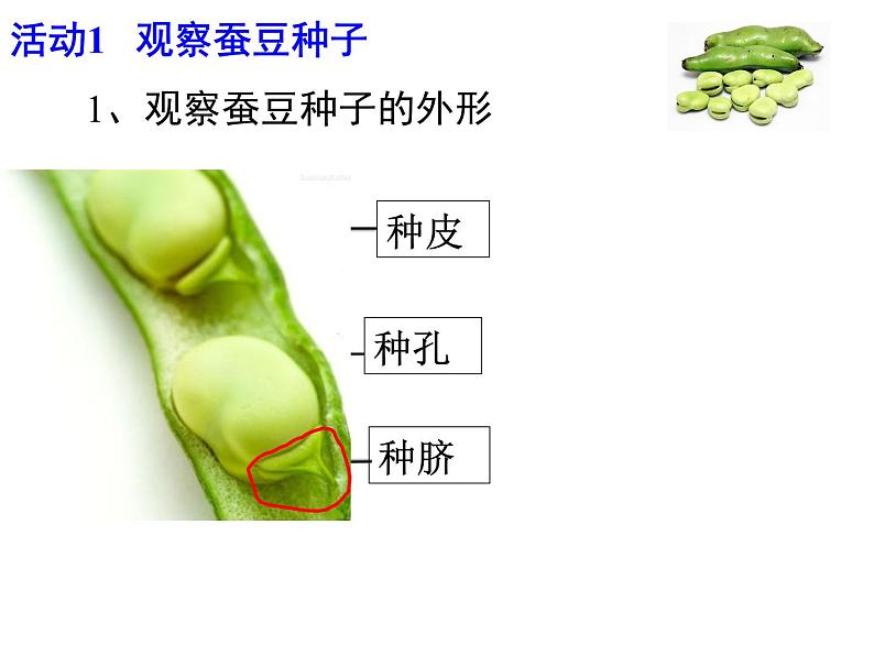 苏科版生物八年级上册 7.19.2 植物的生长发育--种子的结构 课件(2)04