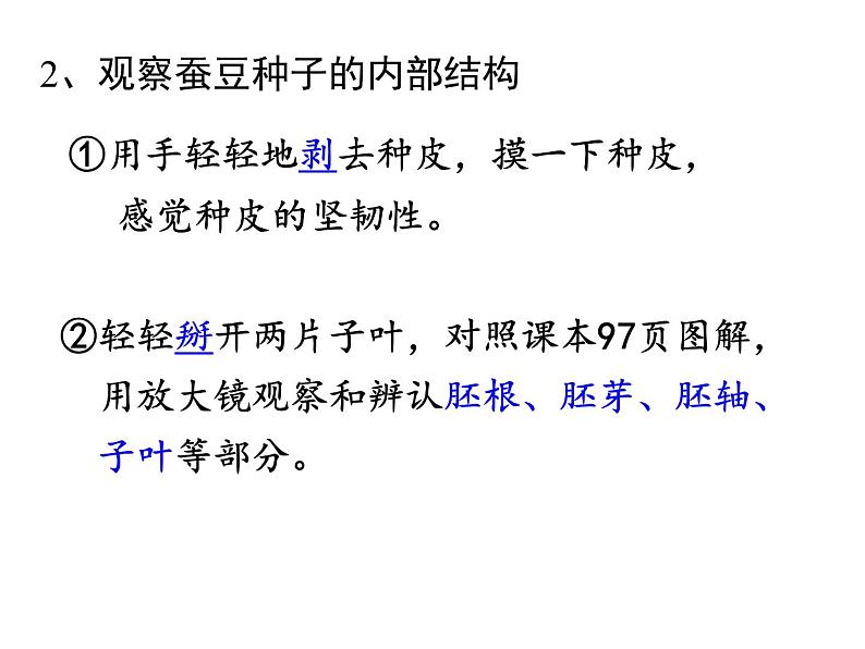 苏科版生物八年级上册 7.19.2 植物的生长发育--种子的结构 课件(2)05